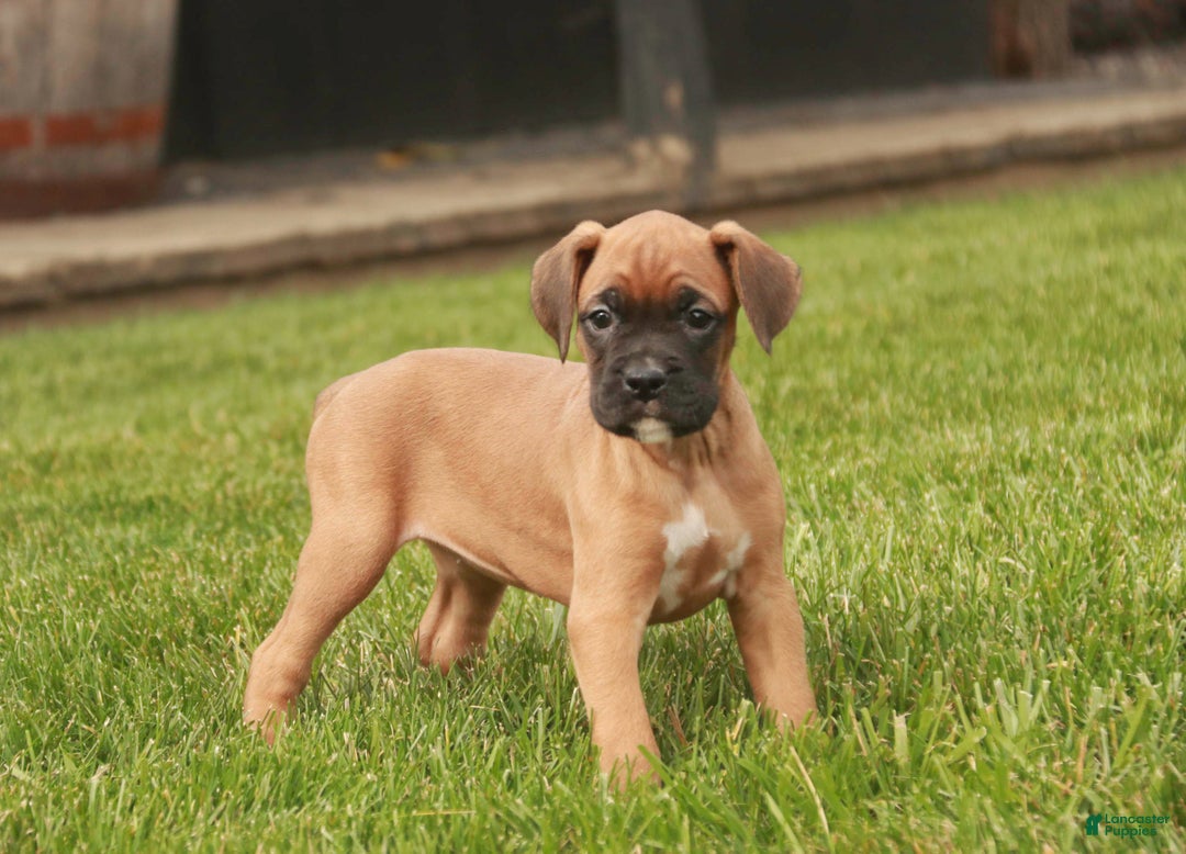 Boxer dogs for sale: Hazel - Ad 8