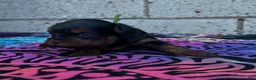 Yorkiepoo dogs for sale: Cole - Ad 4