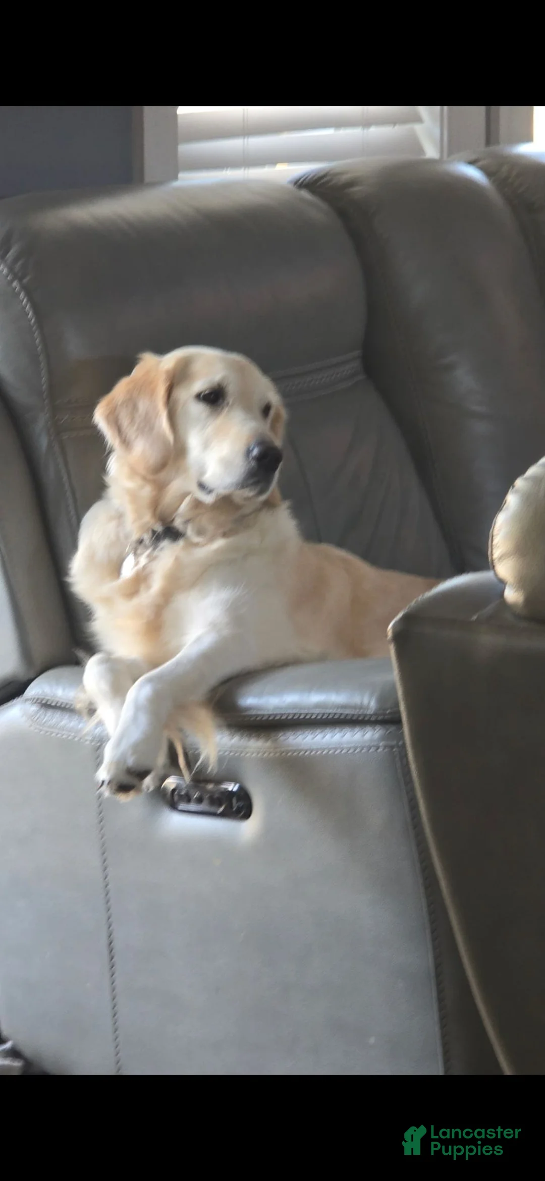 Golden Retriever dogs for sale: Golden Retriever 1 - Ad 2