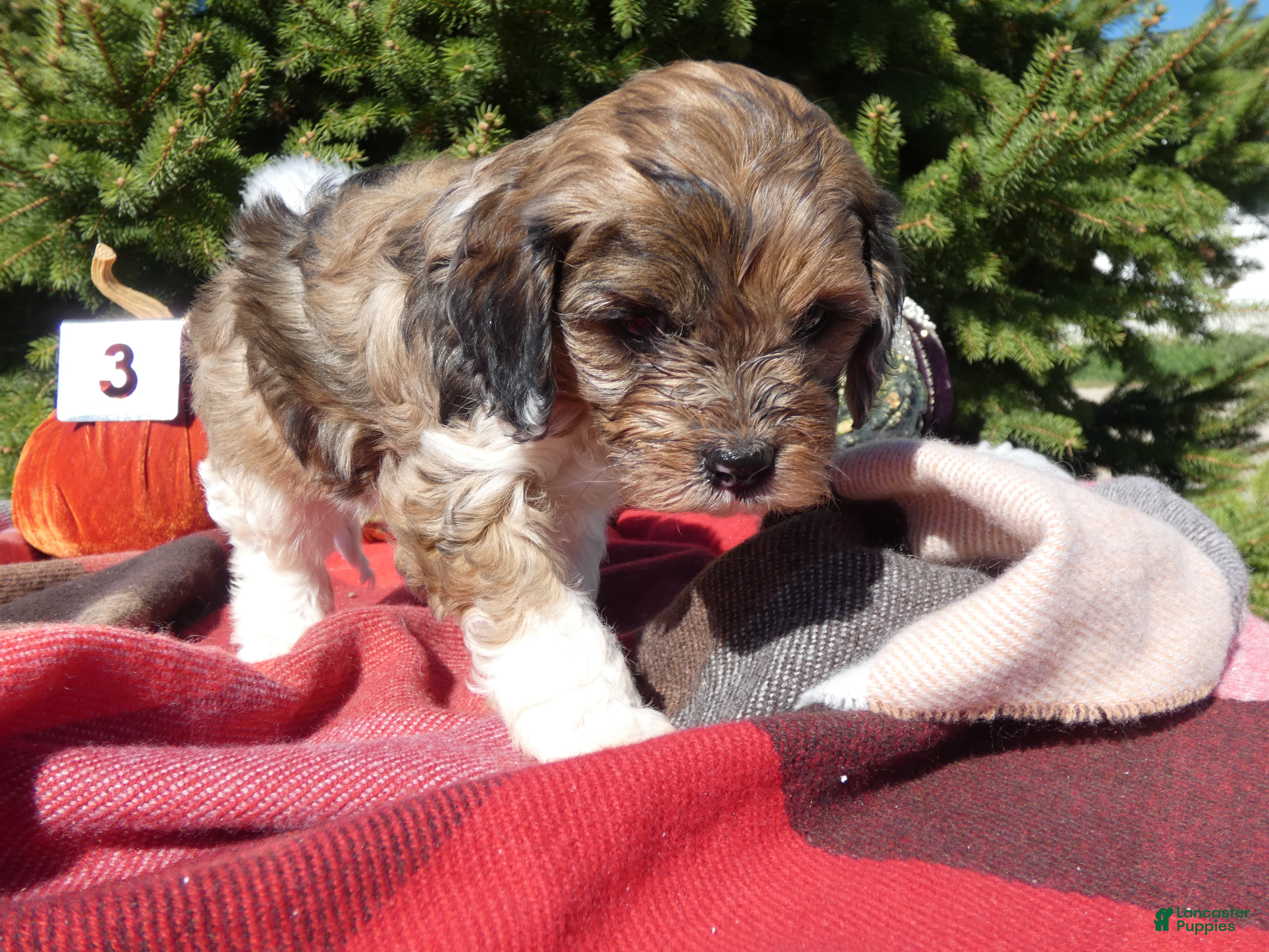 Cavapoo dogs for sale: Cavapoo 3 Maretta - Ad 2