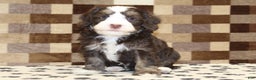 Mini Bernedoodle dogs for sale: Alvin - Ad 3