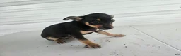 Chihuahua dogs for sale: Brutis - Ad 6