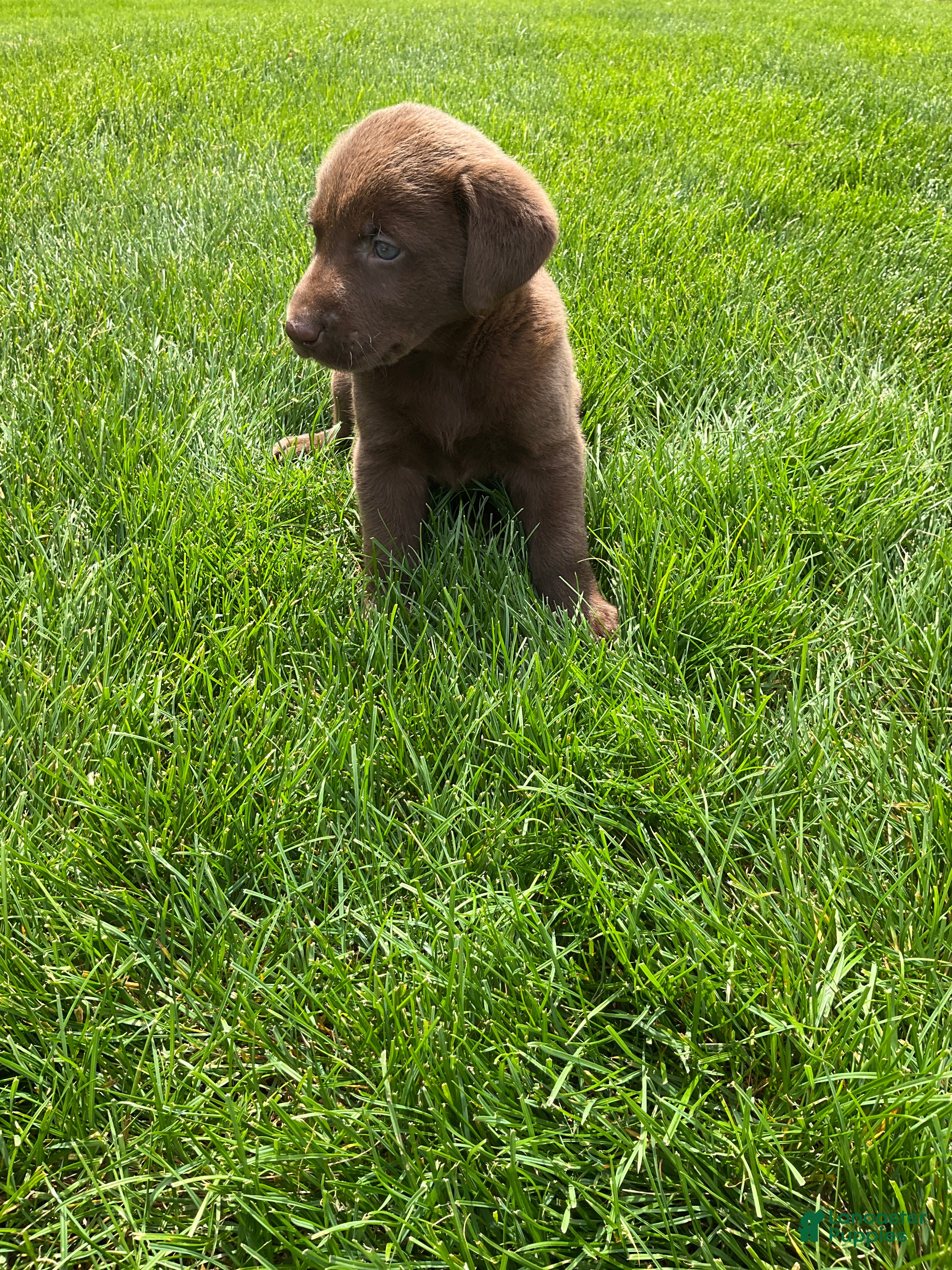 Labrador Retriever dogs for sale: Miles - Ad 6