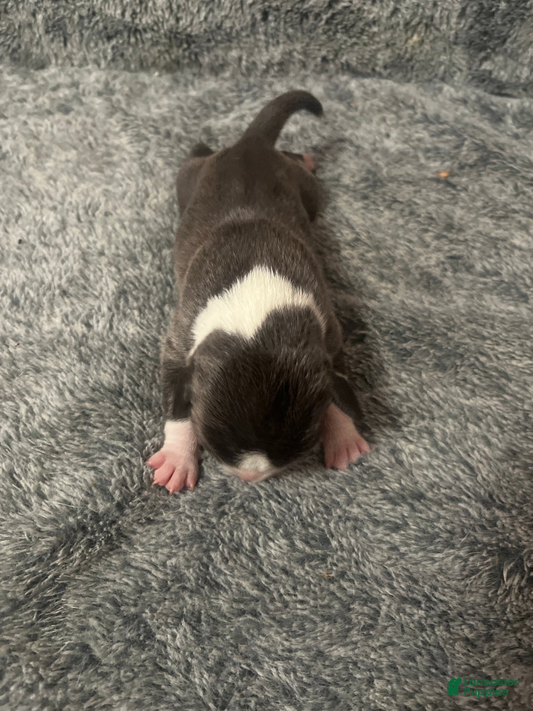 American Bully dogs for sale: American Bully Puppy 7 - Ad 1