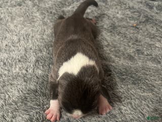 American Bully dogs American Bully Puppy 7 - Ad 29
