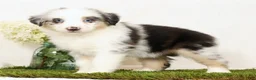 Miniature Australian Shepherd dogs for sale: Lacey - Ad 4