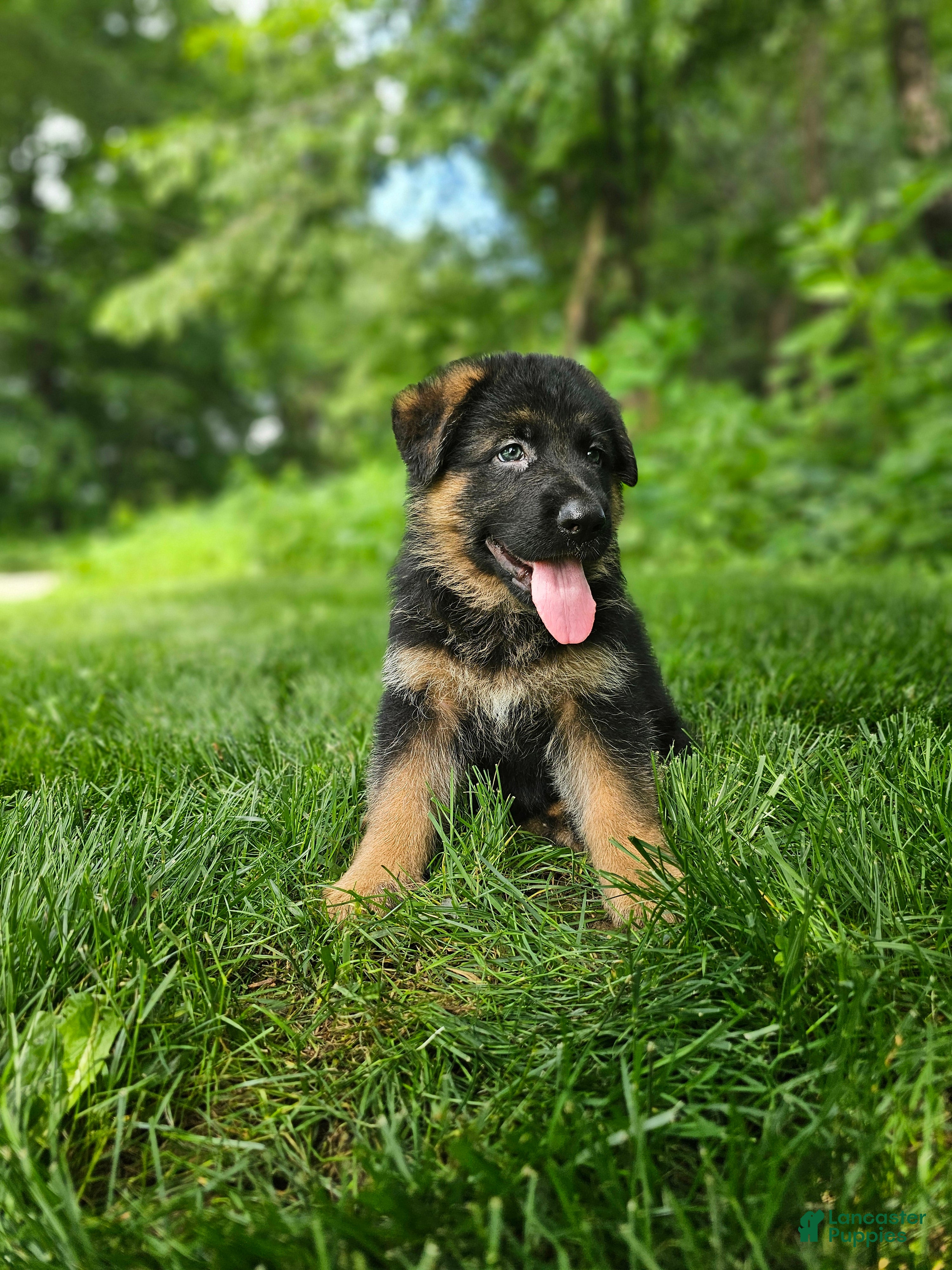 German Shepherd dogs Sammy - Ad 2