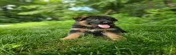 German Shepherd dogs for sale: Sammy - Ad 2