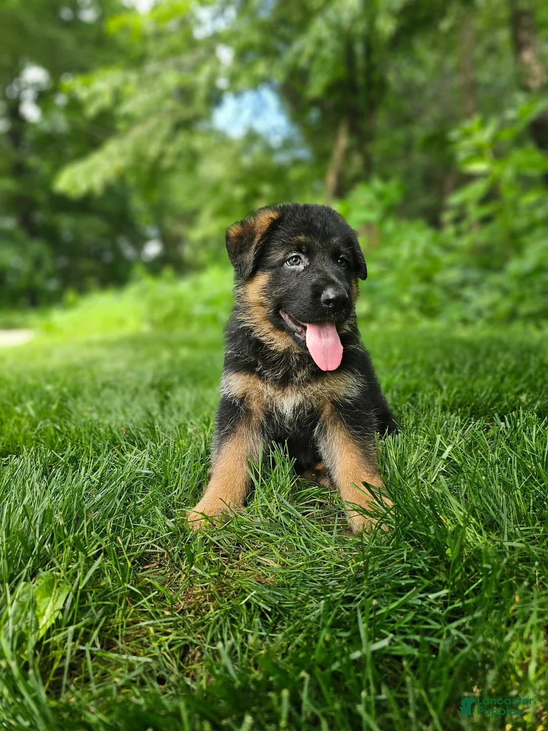 German Shepherd dogs for sale: Sammy - Ad 2