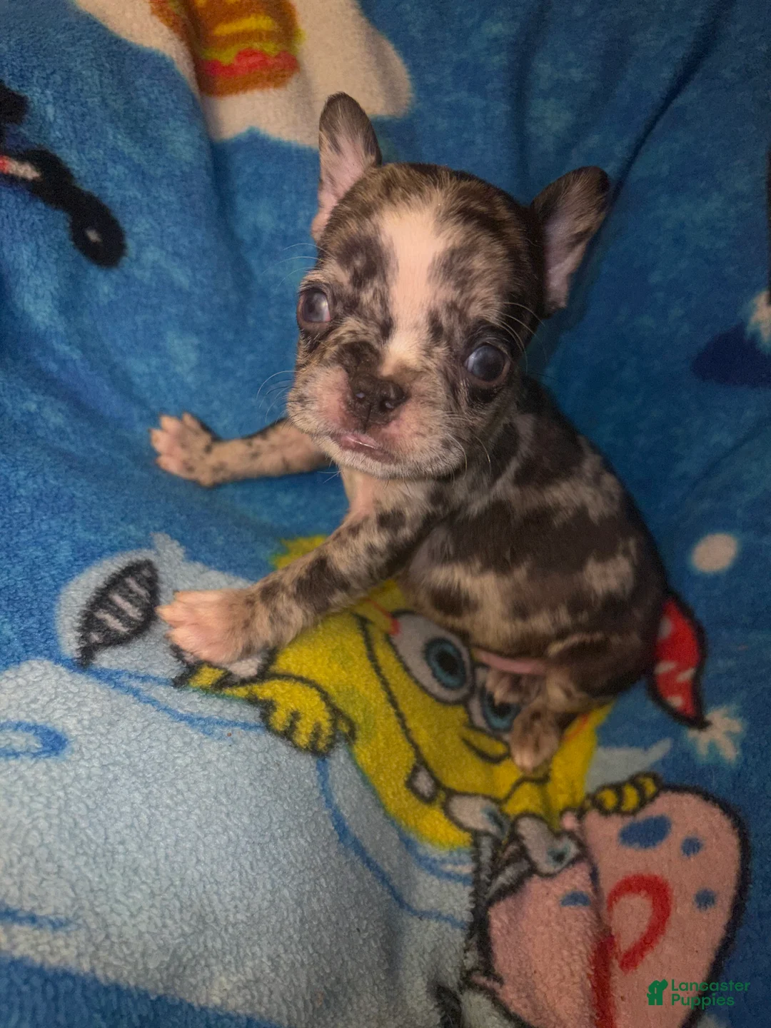 French Bulldog dogs for sale: Harley chocolate merle - Ad 1