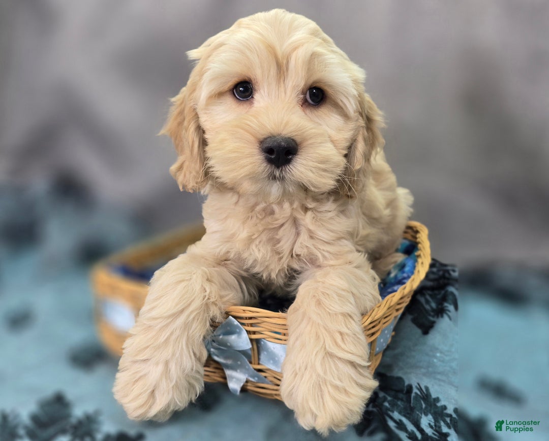 Cockapoo dogs for sale: Lieutenant Pete - Ad 2