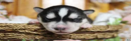 Siberian Husky dogs for sale: Koda  - Ad 3