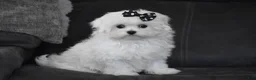 Maltese dogs for sale: Alice - Ad 7
