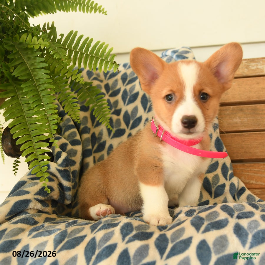 Welsh Corgi Pembroke dogs Boots - Ad 1