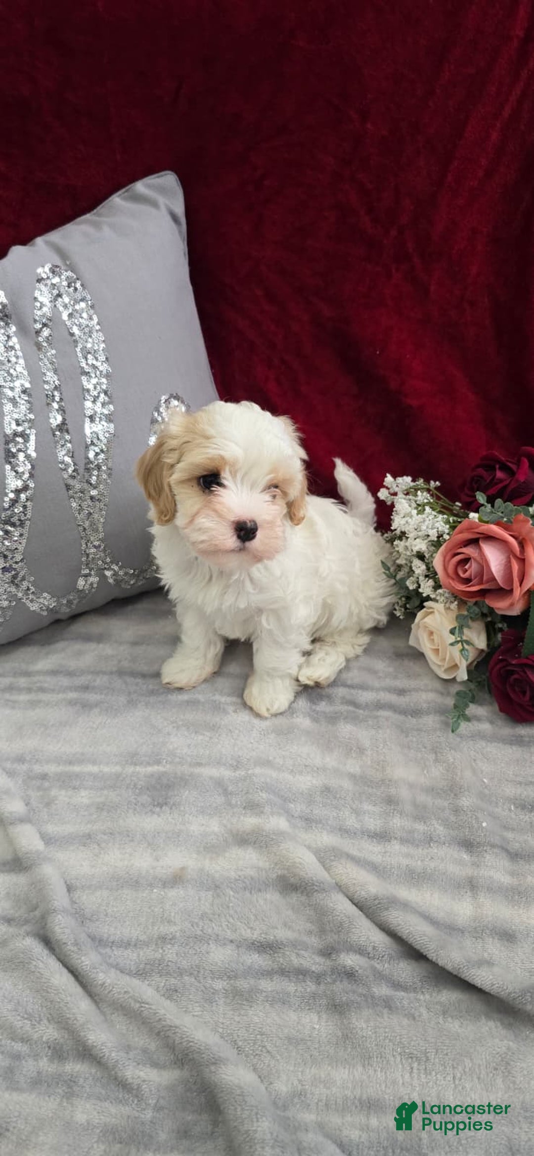Cavapoo dogs for sale: Cookie - Ad 1