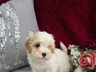 Cavapoo dogs Cookie - Ad 36