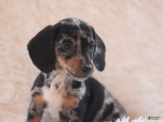 Dachshund dogs Mitsy - Ad 34