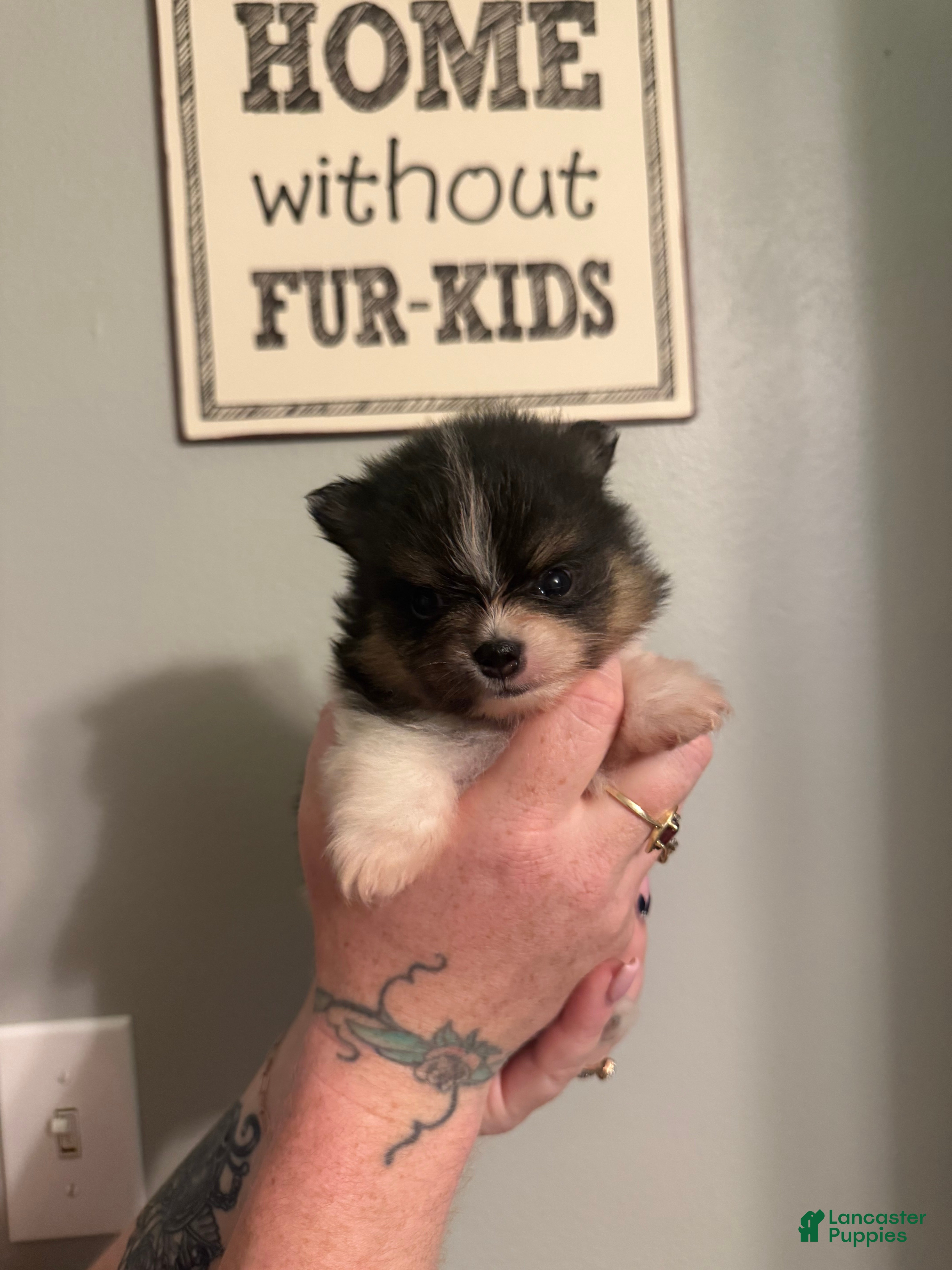 Pomeranian dogs Half Pint - Ad 2