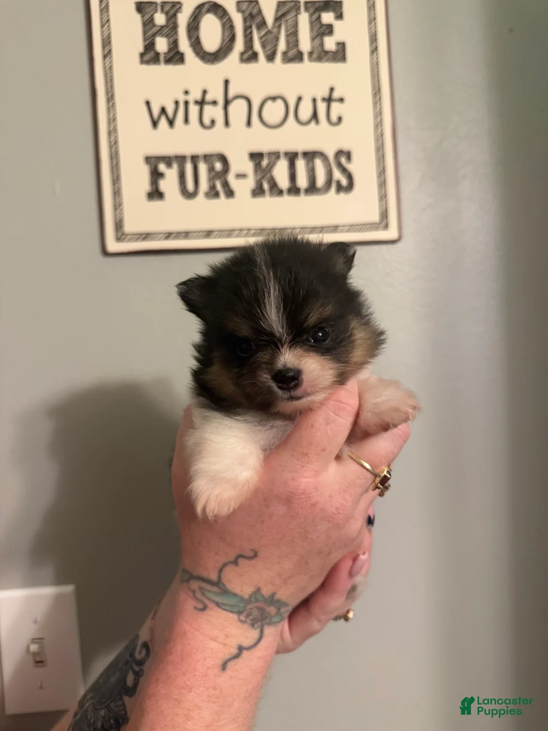 Pomeranian dogs for sale: Half Pint - Ad 2
