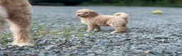 Goldendoodle dogs for sale: Willow /Black - Ad 8