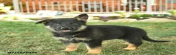 German Shepherd dogs for sale: Titan  - Ad 3