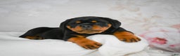 Rottweiler dogs for sale: Watson - Ad 3