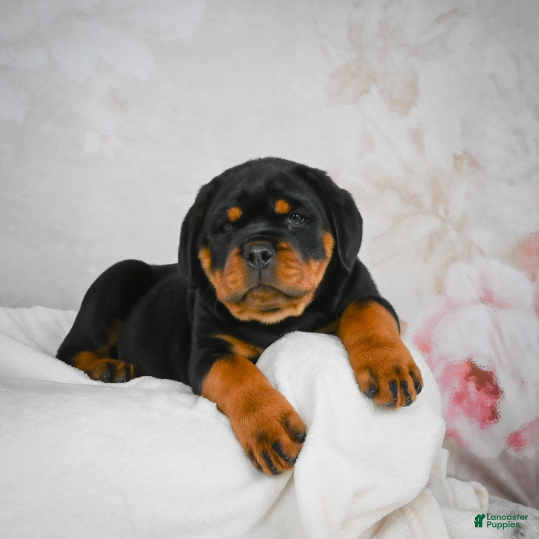 Rottweiler dogs for sale: Watson - Ad 3