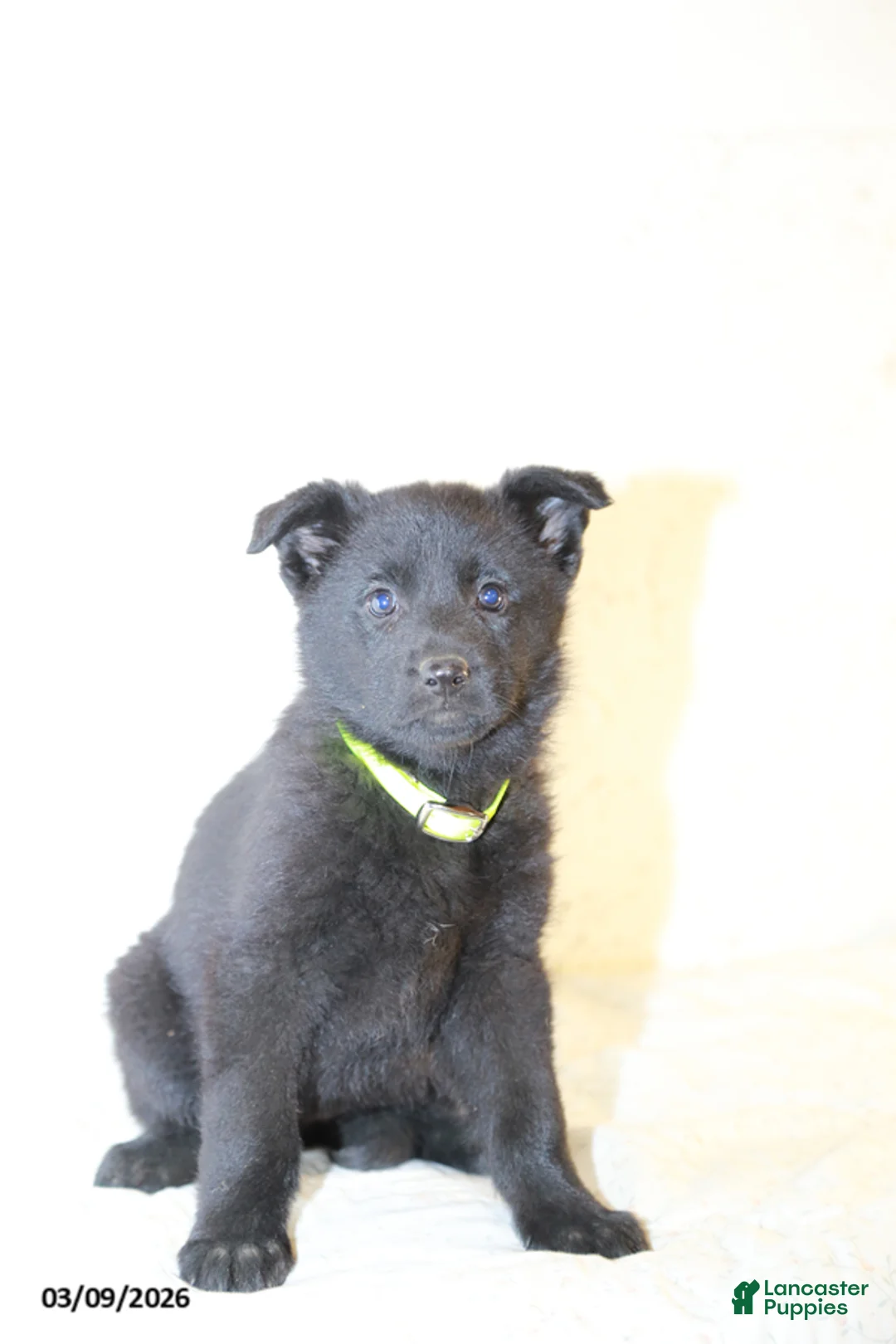 German Shepherd dogs for sale: Marigold - Ad 2