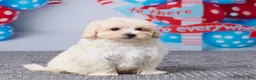 Maltipoo dogs for sale: Abby - Ad 5