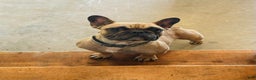 French Bulldog dogs for sale: Rhubarb  AKC - Ad 9