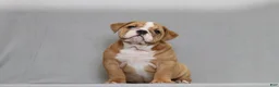 English Bulldog dogs for sale: Sinja - Ad 3