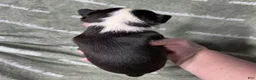 Chihuahua dogs for sale: Jethro Black Tricolor Short Coat - Ad 3