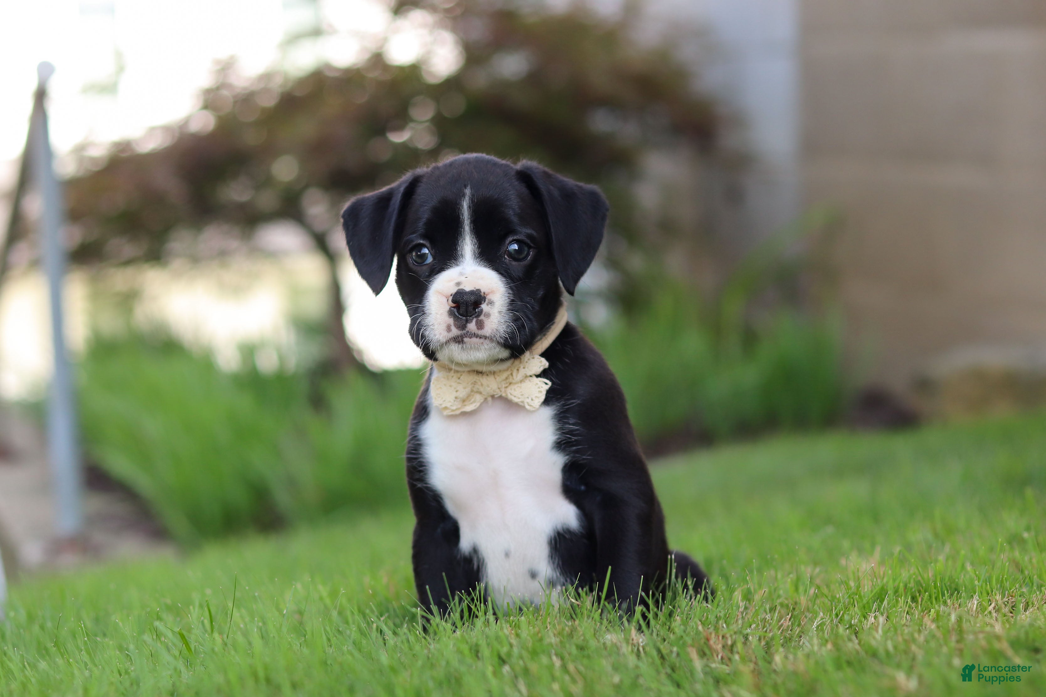 Boxer dogs London - Ad 2
