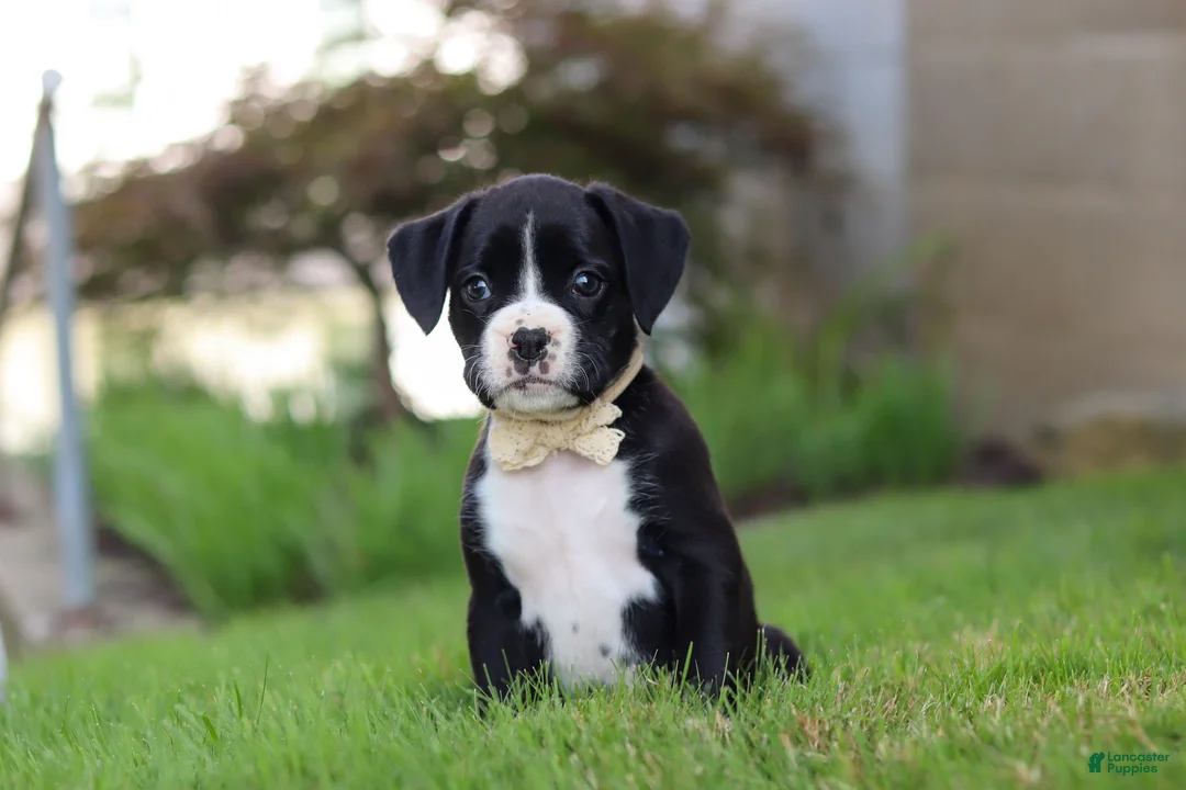 Boxer dogs for sale: London - Ad 2