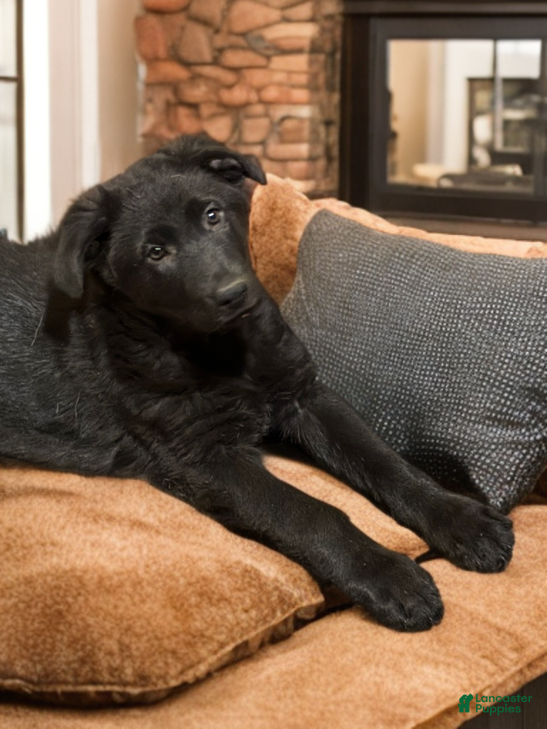 German Shepherd dogs Yellow collar - Ad 7