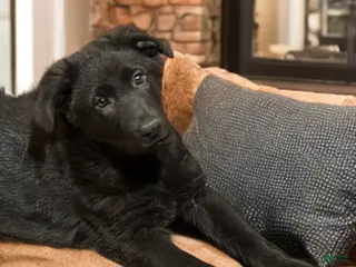 German Shepherd dogs Yellow collar - Ad 8