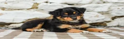 Australian Shepherd dogs for sale: Trisha - Ad 6
