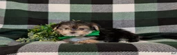 Morkie dogs for sale: Randall 6 lbs Full Grown - Ad 4