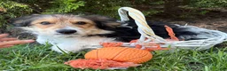 Mixed Breed dogs for sale: Rio - Ad 4