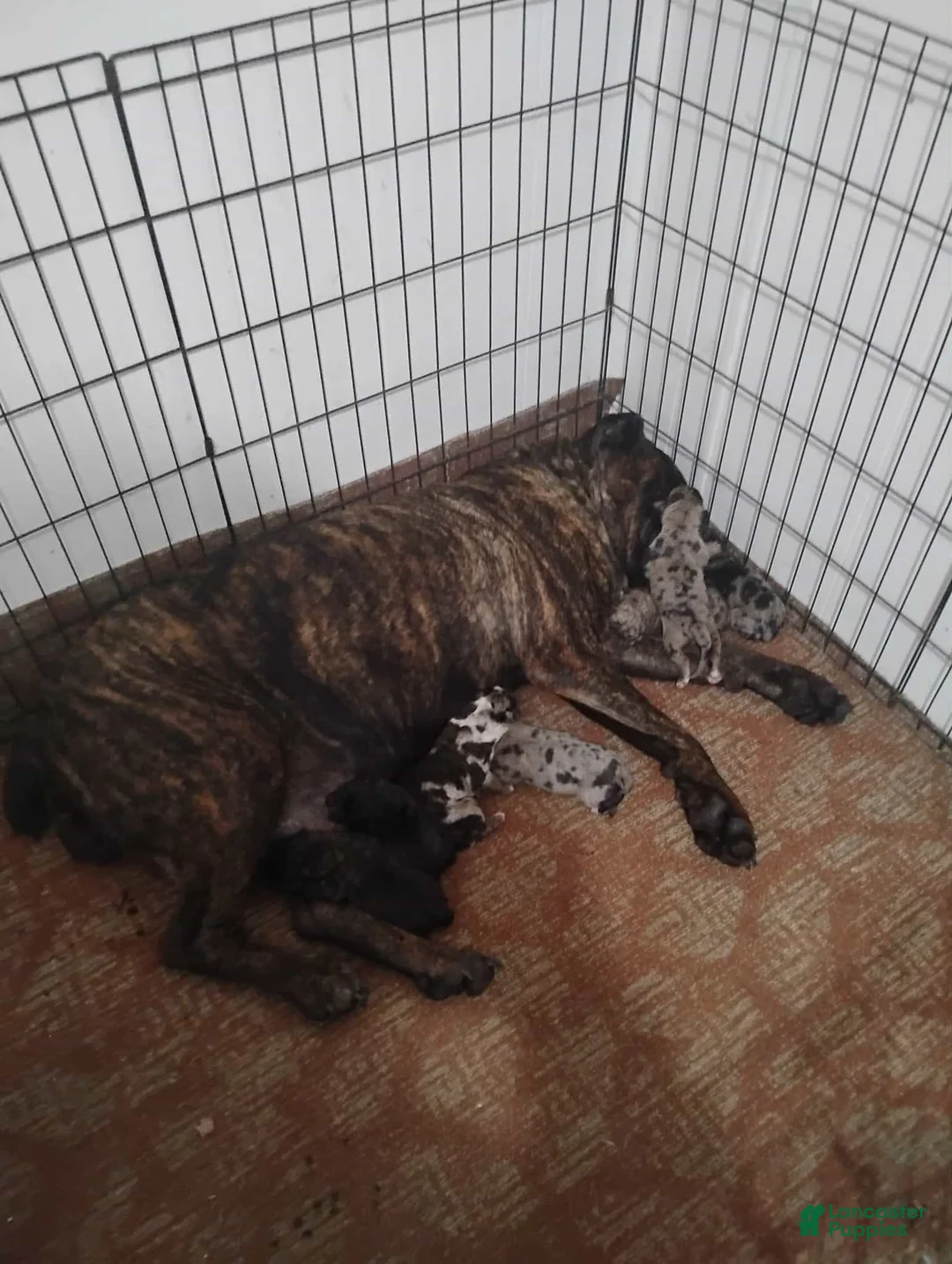 Cane Corso dogs for sale: Camouflage  - Ad 4