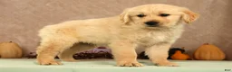 Golden Retriever dogs for sale: Shane - Ad 5