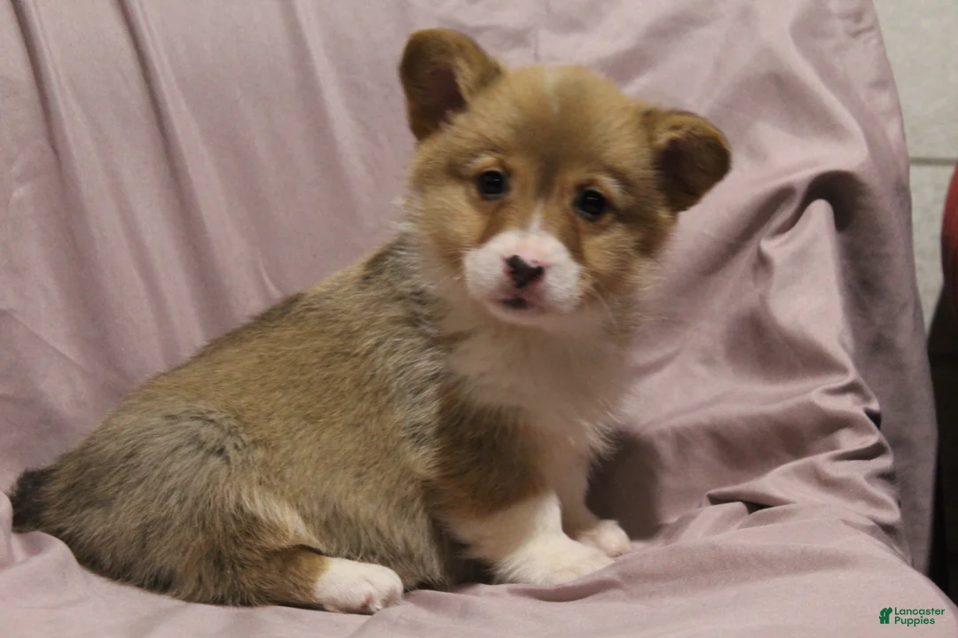 Welsh Corgi Pembroke dogs for sale: Monty - Ad 6