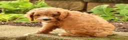 Cavapoo dogs for sale: Jasper - Ad 8