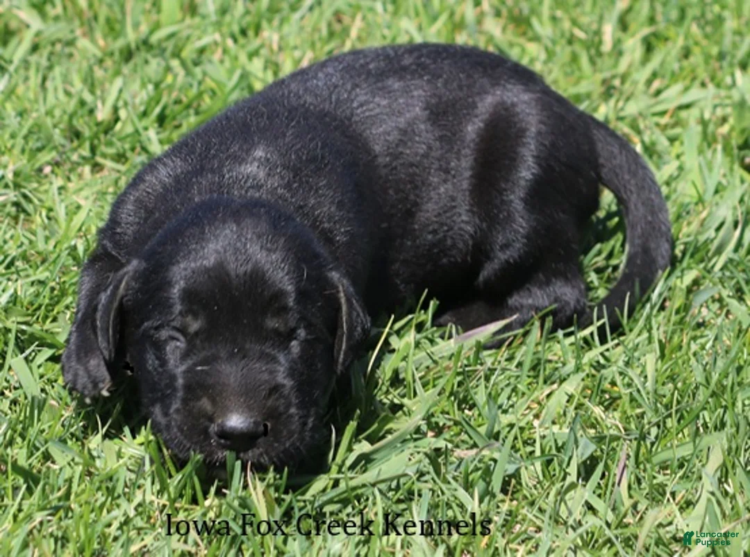 Mixed Breed dogs for sale: Bella - Ad 2