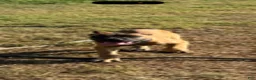 Cane Corso dogs for sale: Girl 2 - Ad 2
