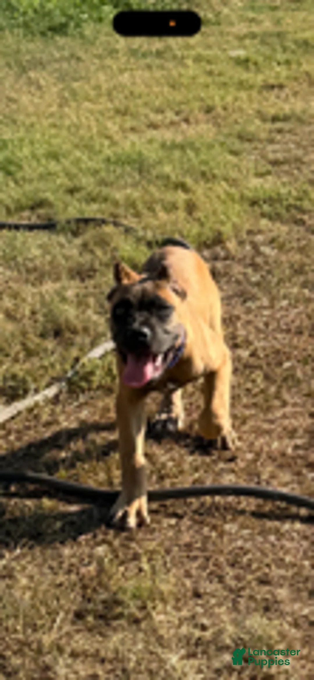 Cane Corso dogs for sale: Girl 2 - Ad 2