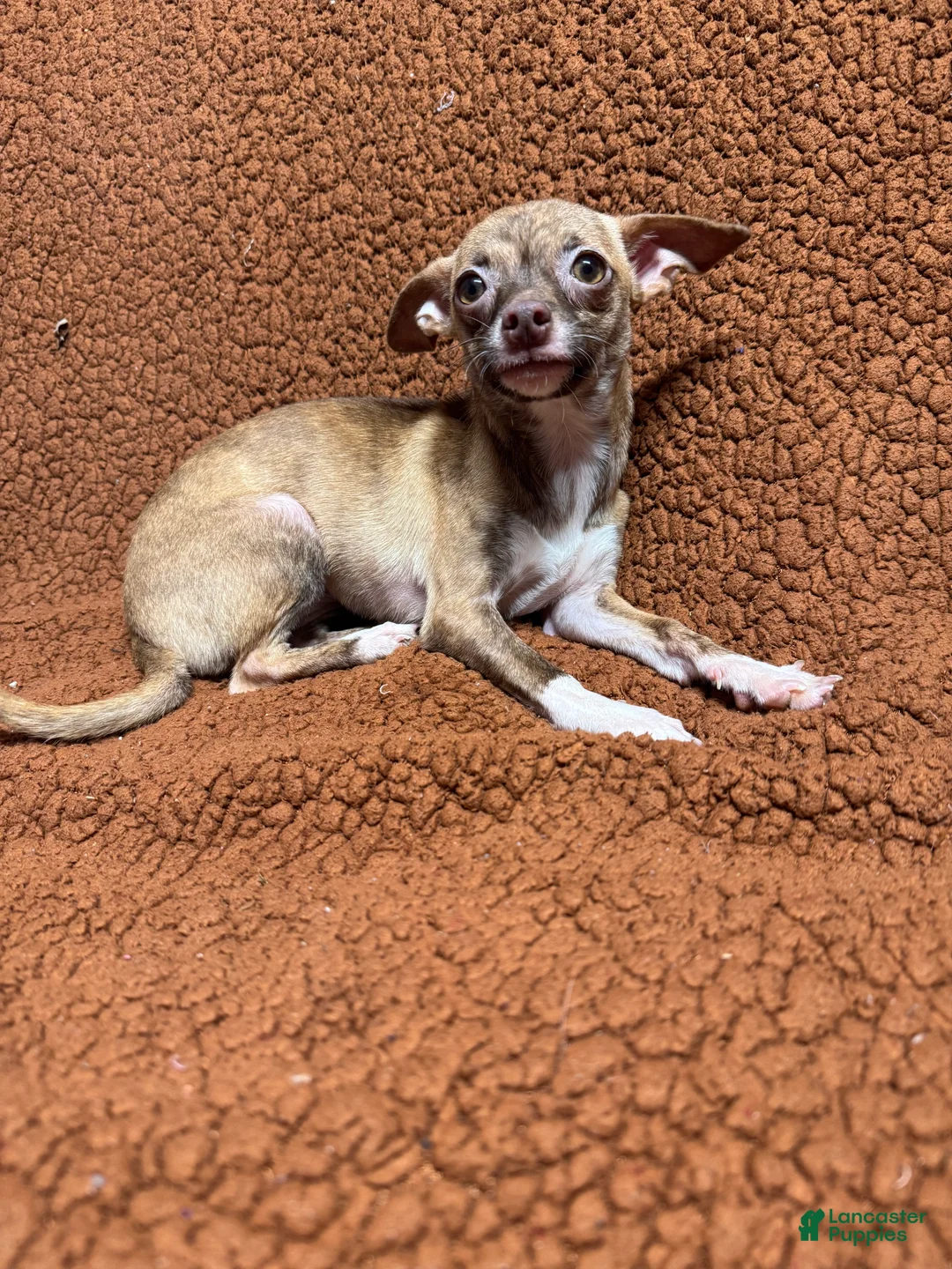 Chihuahua dogs for sale: Tara - Ad 2