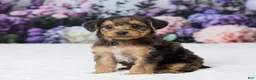 Yorkiepoo dogs for sale: Ronny - Ad 3