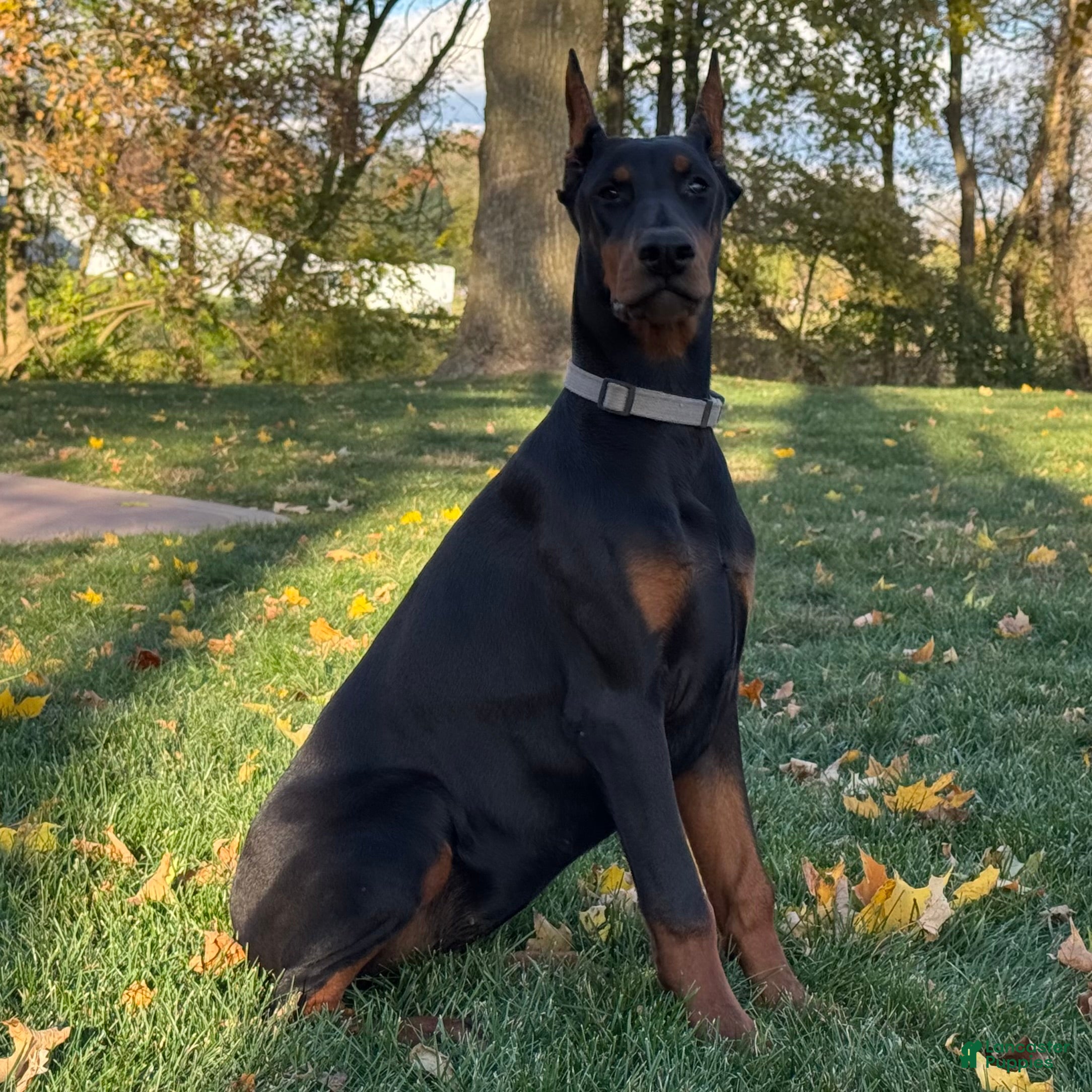 Doberman Pinscher dogs Selene - Ad 13
