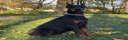 Doberman Pinscher dogs for sale: Selene - Ad 1